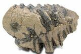 Southern Mammoth Partial Upper M Molar - Hungary #357050-3
